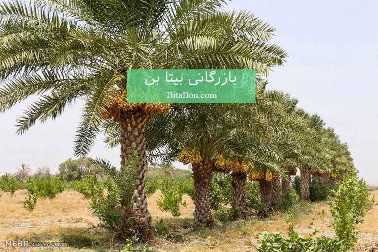 خرما شاهانی با کیفیت