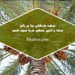 خرما زاهدی هرمزگان