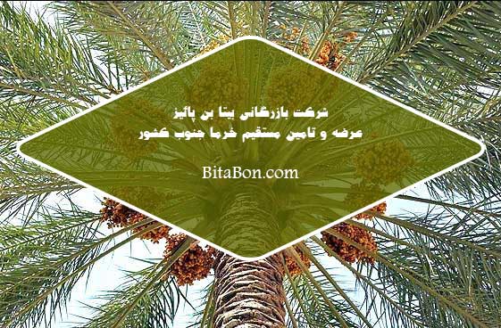 خرما زاهدی هرمزگان