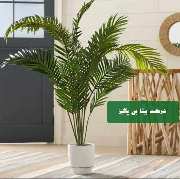 نخل خرما زاهدی