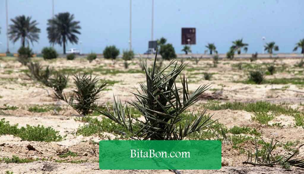 کاشت درخت نخل