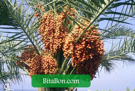 میوه درخت نخل