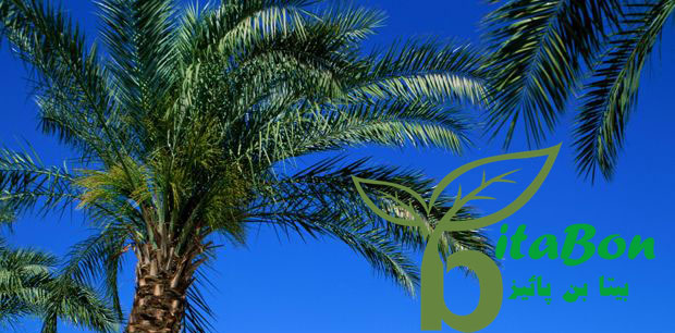 شاخ و برگ درخت خرما