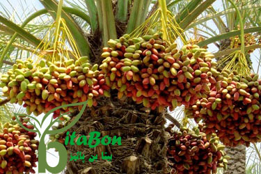 گریبانه درخت خرما