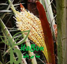 خوشه درخت خرما