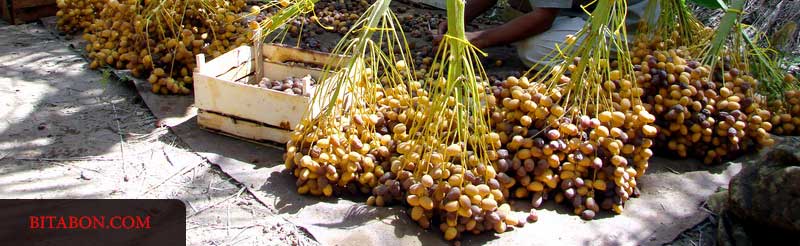 برداشت خرما